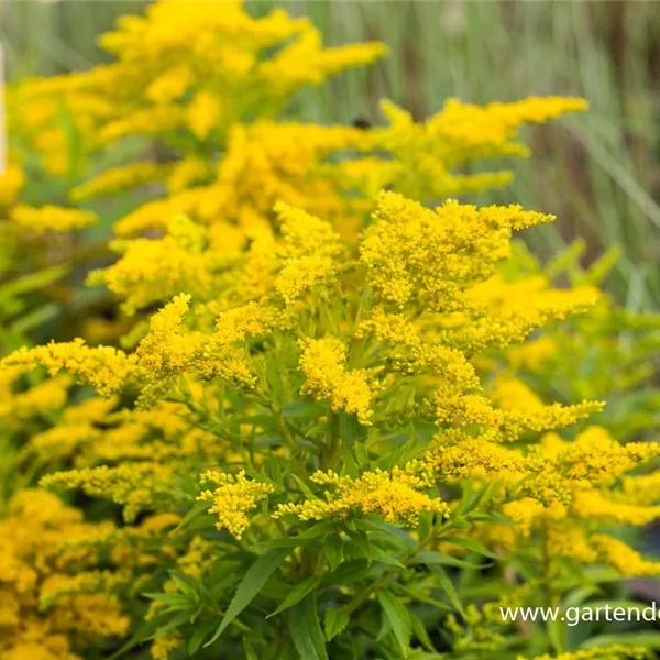 Garten-Goldrute 'Strahlenkrone'