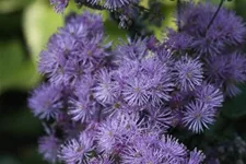 Akeleiblättrige Wiesenraute 1 Liter Topf