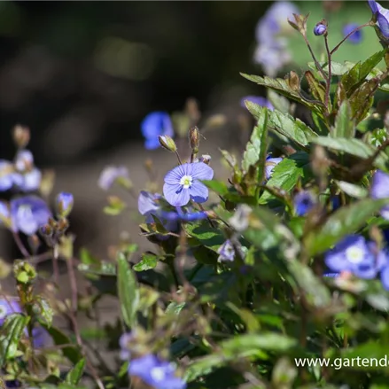 Gestielter Ehrenpreis 'Georgia Blue'