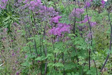 Akeleiblättrige Wiesenraute 'Black Stockings' 1 Liter Topf