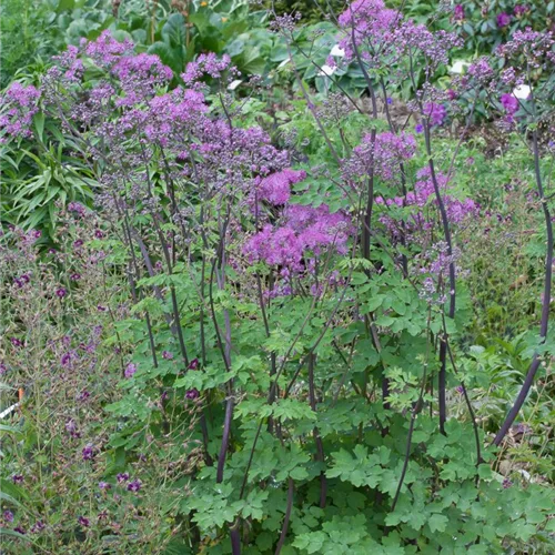 Akeleiblättrige Wiesenraute 'Black Stockings'