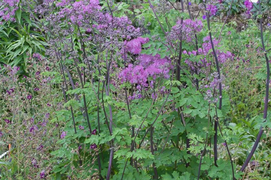 Akeleiblättrige Wiesenraute 'Black Stockings' 1 Liter Topf