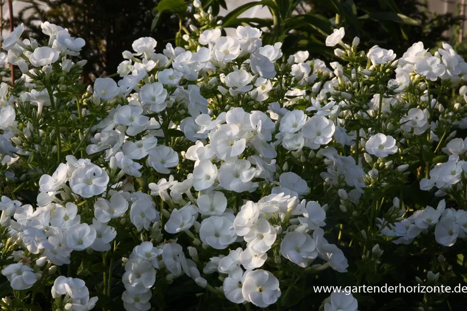 Hohe Flammenblume 'Danielle' 1 Liter Topf