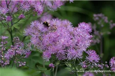 Akeleiblättrige Wiesenraute 'Black Stockings' 1 Liter Topf