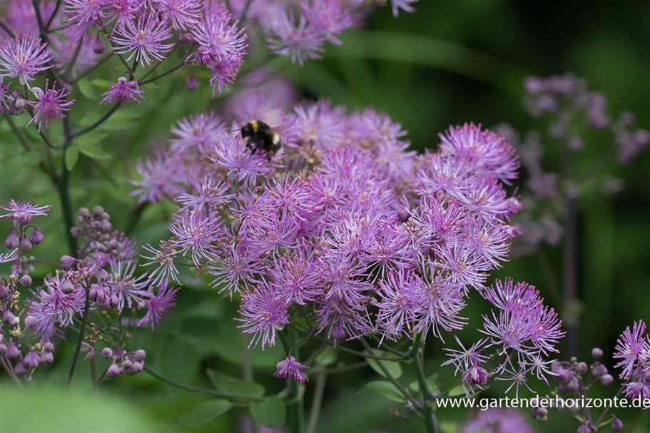 Akeleiblättrige Wiesenraute 'Black Stockings' 1 Liter Topf