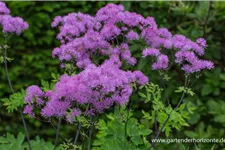 Akeleiblättrige Wiesenraute 'Black Stockings' 1 Liter Topf