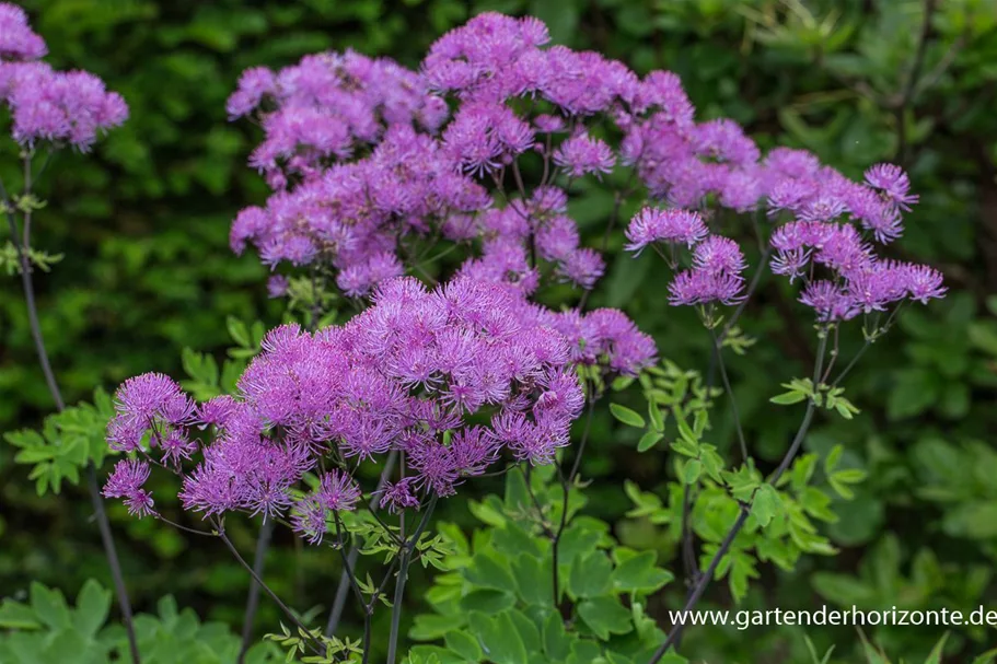 Akeleiblättrige Wiesenraute 'Black Stockings' 1 Liter Topf