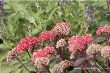 Blaublatt-Fetthenne 'Red Cauli' 9 x 9 cm Topf 0,5 Liter