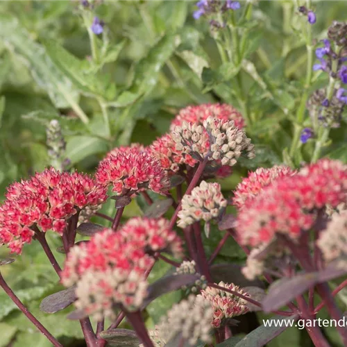 Blaublatt-Fetthenne 'Red Cauli'