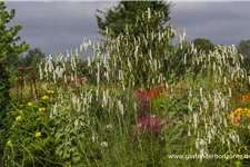 Hoher Wiesenknopf 'Albiflora' 1 Liter Topf