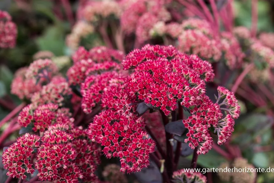 Blaublatt-Fetthenne 'Red Cauli' 9 x 9 cm Topf 0,5 Liter