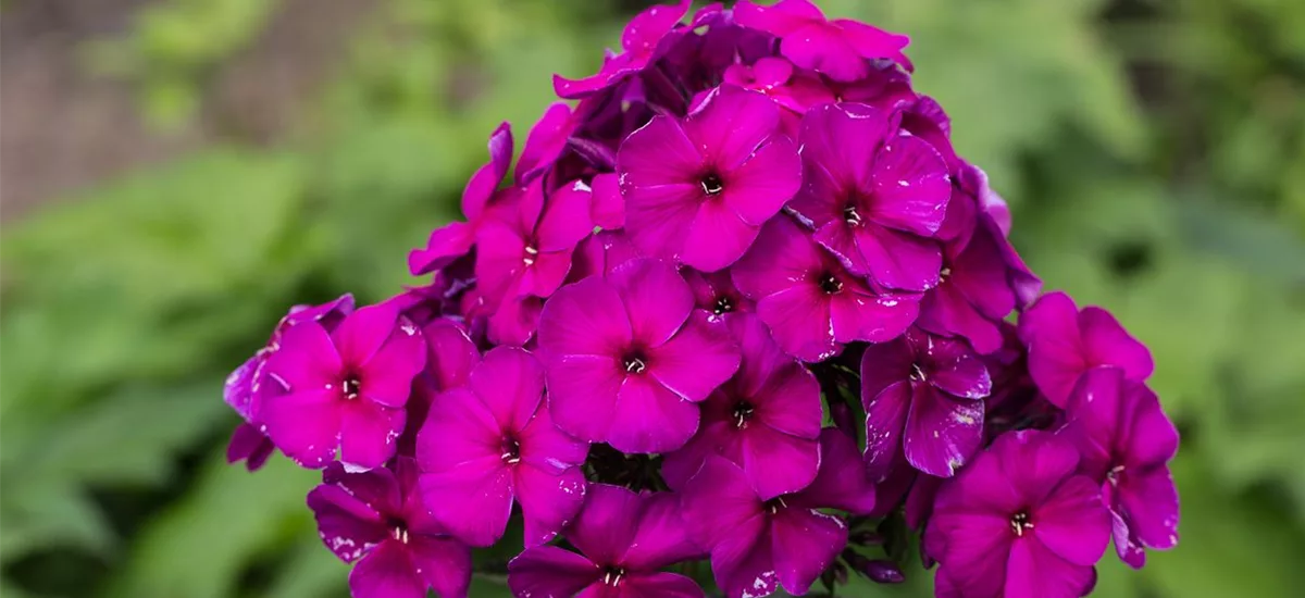 Hohe Flammenblume 'Düsterlohe' 1 Liter Topf