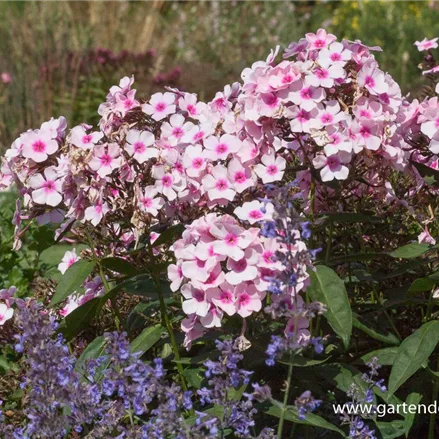 Hohe Flammenblume 'Bright Eyes'