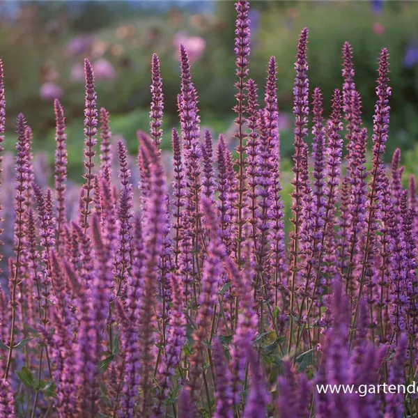 Blüten-Salbei 'Amethyst'