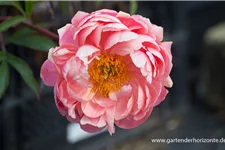 Frühblühende Pfingstrose 'Coral Charm' 2 Liter Topf