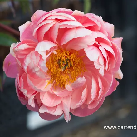 Frühblühende Pfingstrose 'Coral Charm'