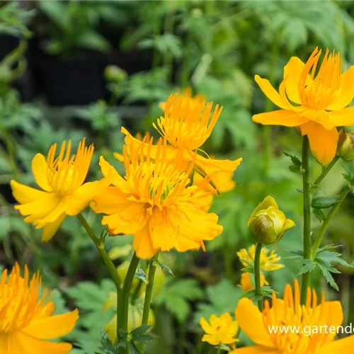 Chinesische Trollblume 'Golden Queen'