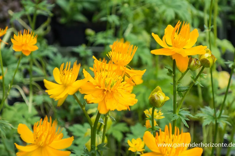 Chinesische Trollblume 'Golden Queen' 9 x 9 cm Topf 0,5 Liter