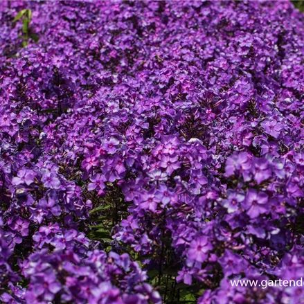 Hohe Flammenblume 'Blue Paradise'