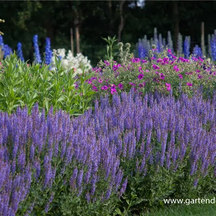 Blüten-Salbei 'Blauhügel'