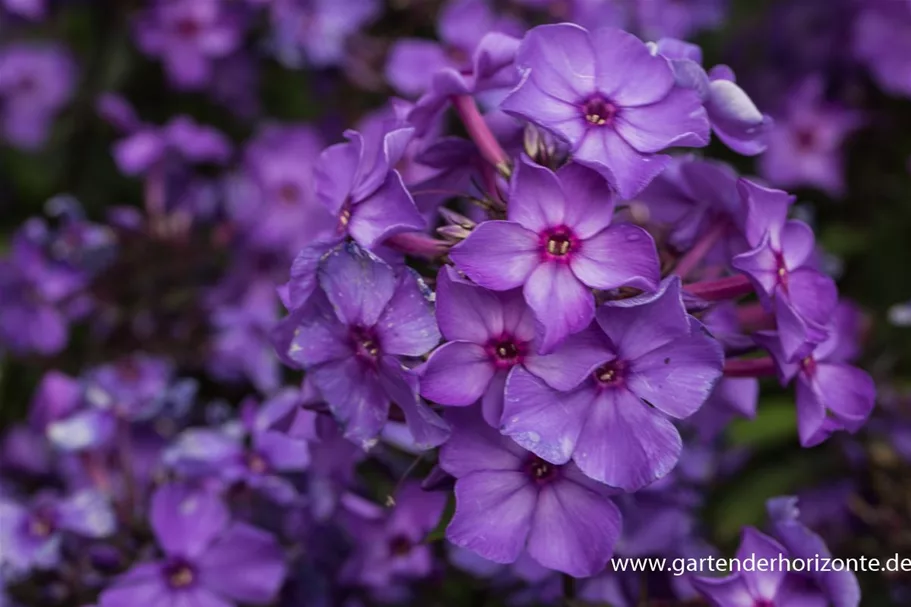 Hohe Flammenblume 'Blue Paradise' 1 Liter Topf