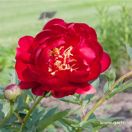 Frühblühende Pfingstrose 'Buckeye Belle'