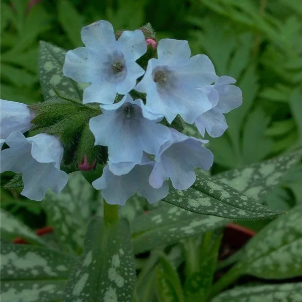 Großgeflecktes Lungenkraut 'Opal'