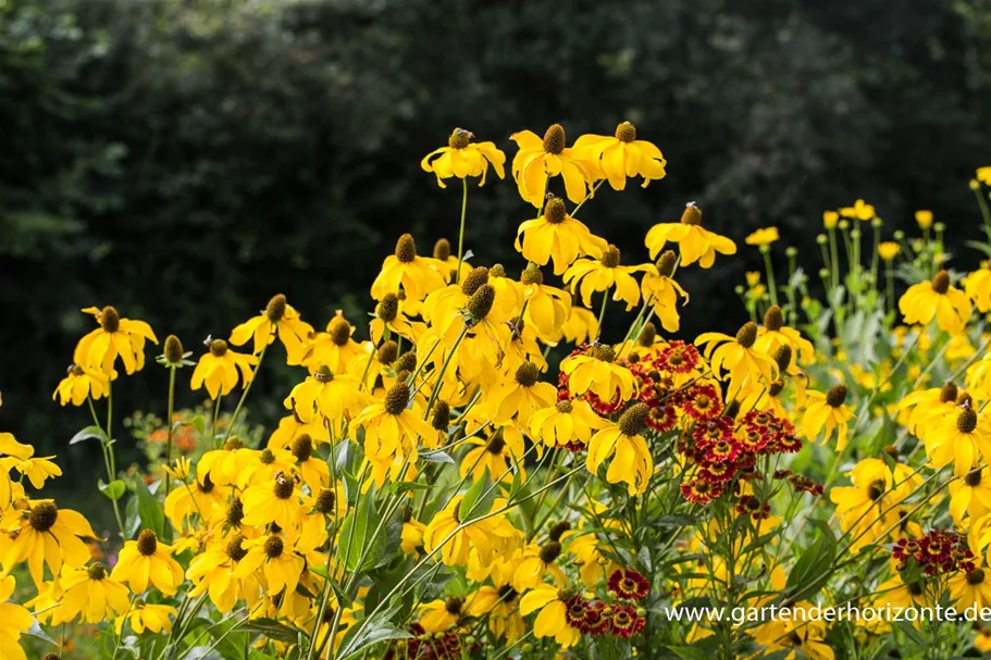 Fallschirm-Sonnenhut 'Juligold' 1 Liter Topf