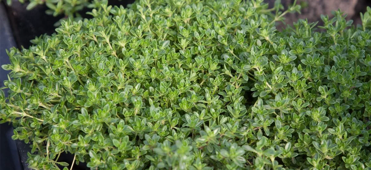 Thymus praecox 'Albiflorus' 9 x 9 cm Topf 0,5 Liter 