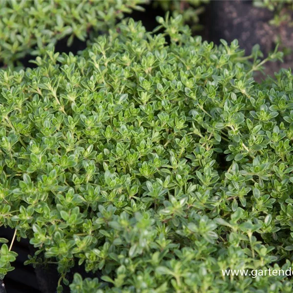 Thymus praecox 'Albiflorus'