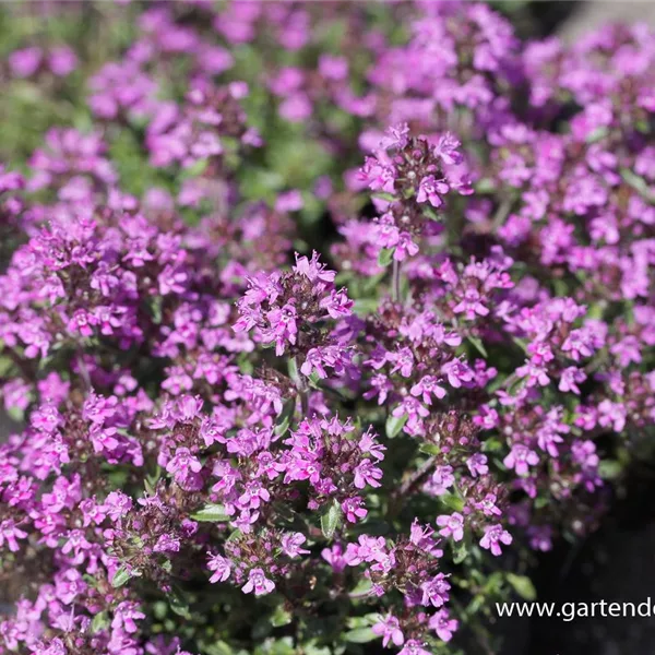 Frühblühender Thymian 'Red Carpet'