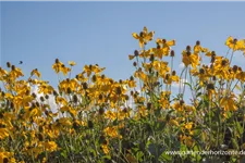 Fallschirm-Sonnenhut 'Herbstsonne' 1 Liter Topf