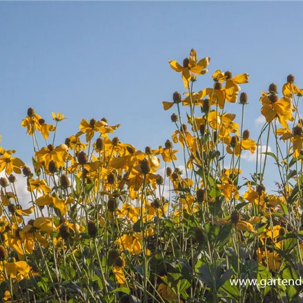 Fallschirm-Sonnenhut 'Herbstsonne'