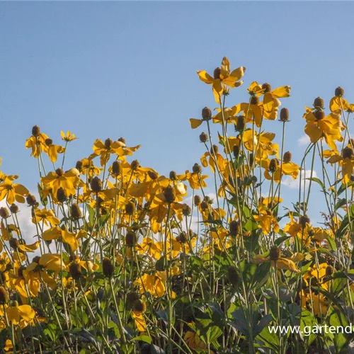 Fallschirm-Sonnenhut 'Herbstsonne'