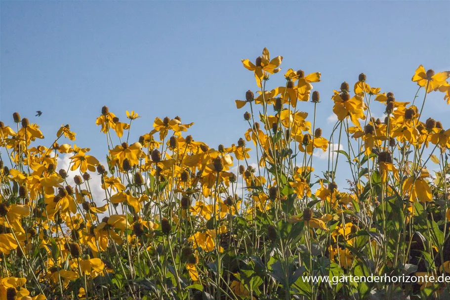 Fallschirm-Sonnenhut 'Herbstsonne' 1 Liter Topf