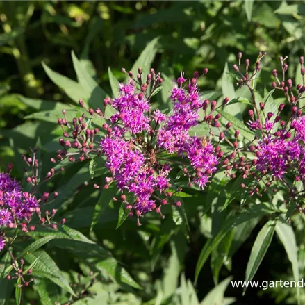 Arkansas-Scheinaster 'Mammuth'