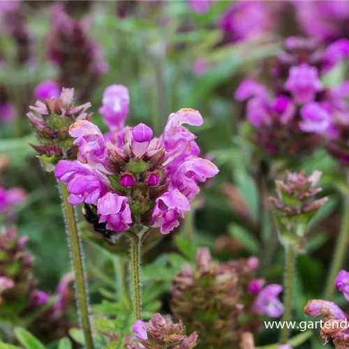 Großblütige Braunelle 'Bella Rose'