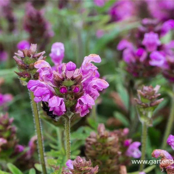 Großblütige Braunelle 'Bella Rose'