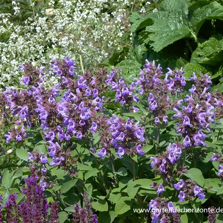 Gewürz-Salbei 'Berggarten'