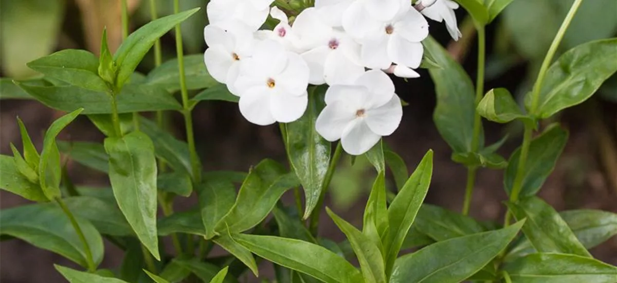 Halbhohe Wiesen-Flammenblume 'Minnie Pearl' 1 Liter Topf