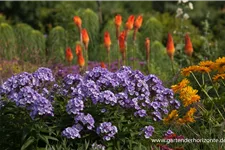 Hohe Flammenblume 'Jeffs Blue' 1,3 Liter Topf