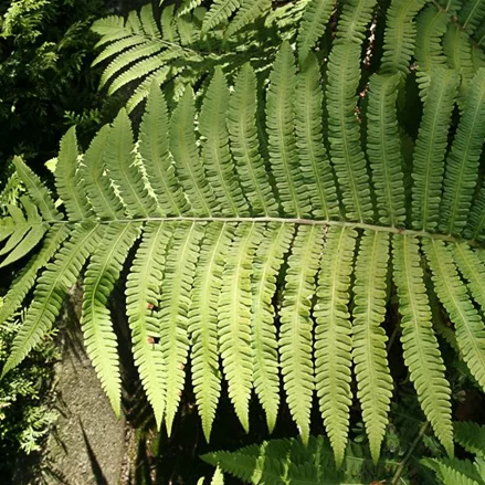 Asiatischer Straußenfarn