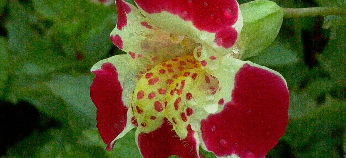 Gauklerblume 'Tigrinus Grandiflorus' 9 x 9 cm Topf 0,5 Liter