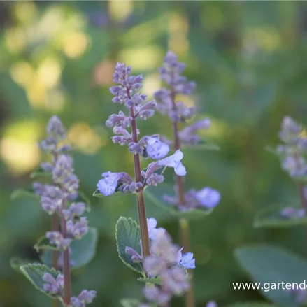 Großblütige Katzenminze 'Blue Danube'