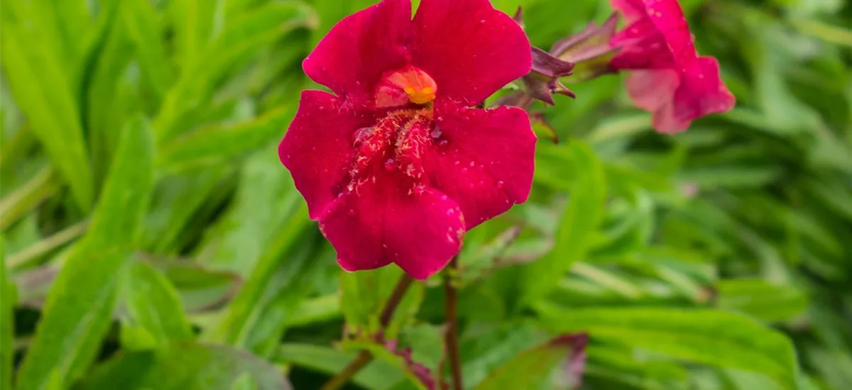 Gauklerblume 'Roter Kaiser' 9 x 9 cm Topf 0,5 Liter