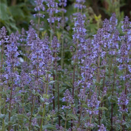 Großblütige Katzenminze 'Bramdean'