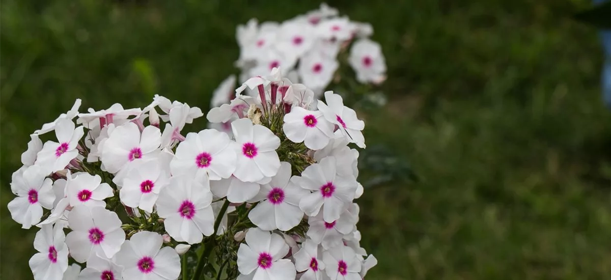 Hohe Flammenblume 'Kirmesländler' 1 Liter Topf