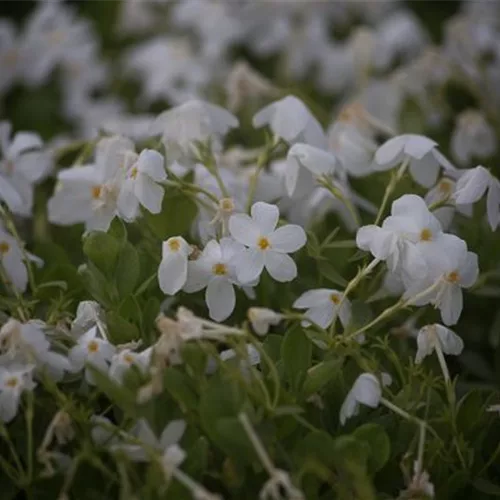 Ausläufer-Flammenblume 'Ariane'