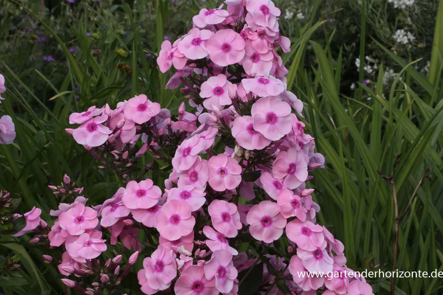 Hohe Flammenblume 'Landpartie' 1 Liter Topf