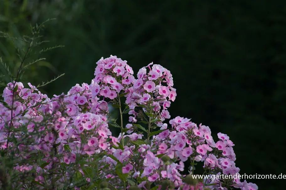 Hohe Flammenblume 'Landpartie' 1 Liter Topf